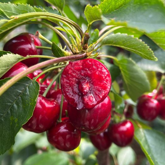 兴安岭猎人传说2