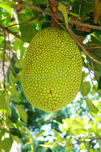 养家之人（原声版）