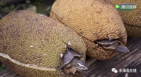 六扇门之御前盗圣